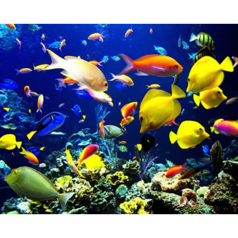 Skein Machine Sampler Dye Pack – Barrier Reef